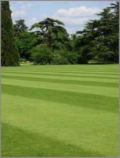 stripes in grass caused by proper turf management